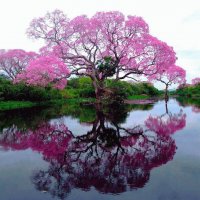 ARBOL
