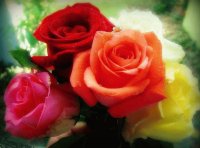 ROSAS