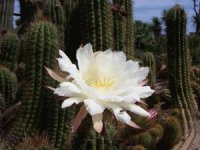 FLOR