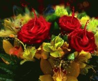 ROSAS