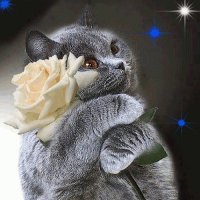 GATITO