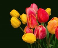 TULIPANES