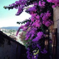 FLORES