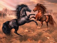 CABALLOS