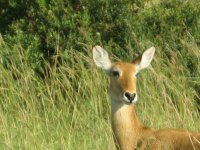 uganda animals