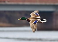 pato