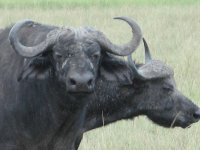 buffalo2