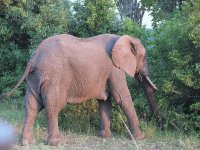 elephant1
