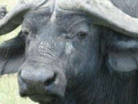 buffalo1