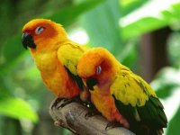pajaros del mundo