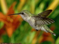 pajaros del mundo