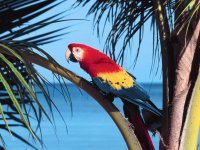 pajaros del mundo