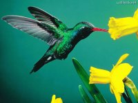 pajaros del mundo