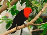 pajaros del mundo