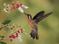 pajaros del mundo
