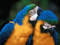 pajaros del mundo