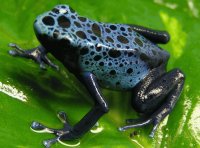 frog blue