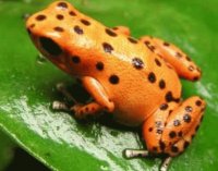 Frog orange