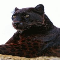 PANTERA