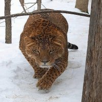 LEOPARDO