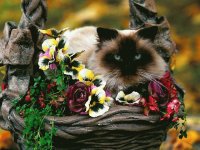 GATO