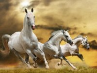 CABALLOS BLANCOS