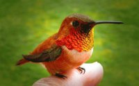 PAJARITO