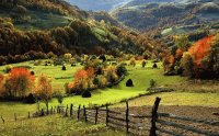 BOSQUE