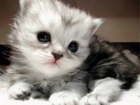 GATITO