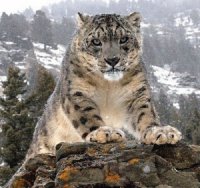 LEOPARDO