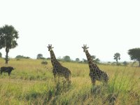 Giraff2