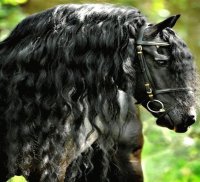 CABALLO