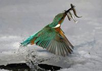 COLIBRI