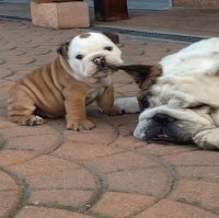 PERRITO