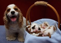 PERRITOS
