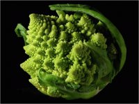 baby cauliflower