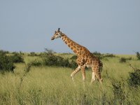 Giraff1