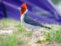 pajaros del mundo