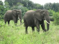elephant2
