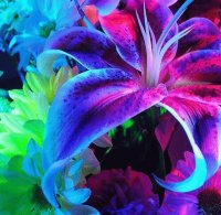 flowerpsico
