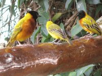 East African masked weaver
