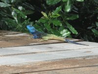 Agama