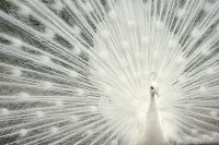 pavo real blanco