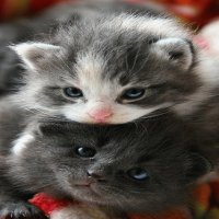 GATITOS