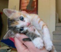 GATITO