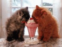 GATITOS