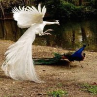 AVES