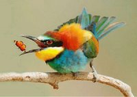 PAJARITO