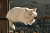 GATO