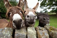 horses